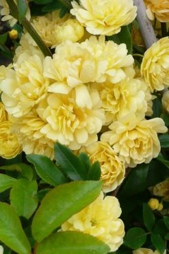 Lady Banks Yellow Rose - 2 Gallon Pot -Stylish Garden Plant Store Rose Lady Banks Yellow 20