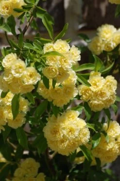 Lady Banks Yellow Rose - 2 Gallon Pot -Stylish Garden Plant Store Rose Lady Banks Yellow 21