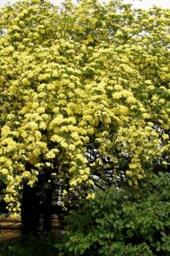 Lady Banks Yellow Rose - 2 Gallon Pot -Stylish Garden Plant Store Rose Lady Banks Yellow 25
