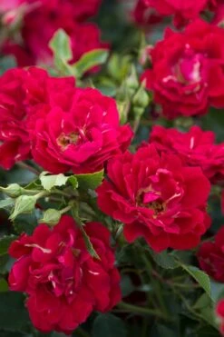 Red Drift Groundcover Rose - 3 Gallon Pot -Stylish Garden Plant Store Rose Red Drift BS