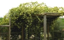 Lady Banks Yellow Rose - 2 Gallon Pot -Stylish Garden Plant Store Rose Yellow Lady Banks On Pergola