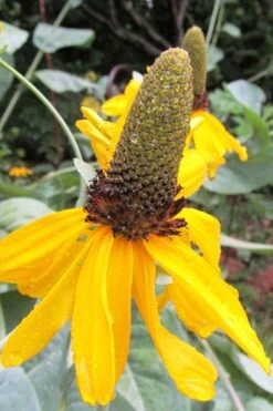 Great Coneflower (Rudbeckia Maxima ) - 6 Pack Of 1 Gallon Pots 16 Great Coneflower (Rudbeckia Maxima ) - 6 Pack Of 1 Gallon Pots -Stylish Garden Plant Store Rudbeckia Maxima Great Coneflower 6
