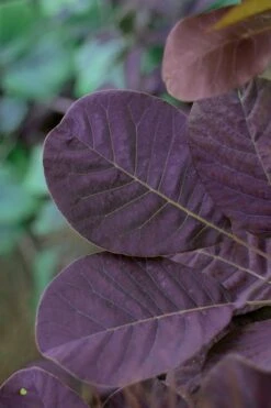 Royal Purple Smoke Tree (Smokebush) - Cotinus Coggygria - 2 Gallon Pot -Stylish Garden Plant Store SMoke Tree Royal Purple 22