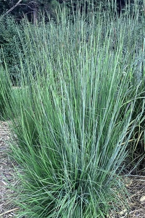 Blaze Little Bluestem Grass (Schizachyrium Scoparium) - 8 Pack Of 1 Gallon Pots 6 Blaze Little Bluestem Grass (Schizachyrium Scoparium) - 8 Pack Of 1 Gallon Pots - Image 4