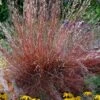 Blaze Little Bluestem Grass (Schizachyrium Scoparium) - 8 Pack Of 1 Gallon Pots -Stylish Garden Plant Store Schizachyrium scoparium blaze little bluestem grass 3