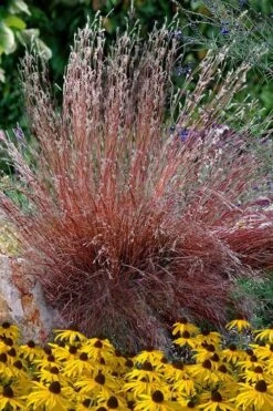 Blaze Little Bluestem Grass (Schizachyrium Scoparium) - 8 Pack Of 1 Gallon Pots