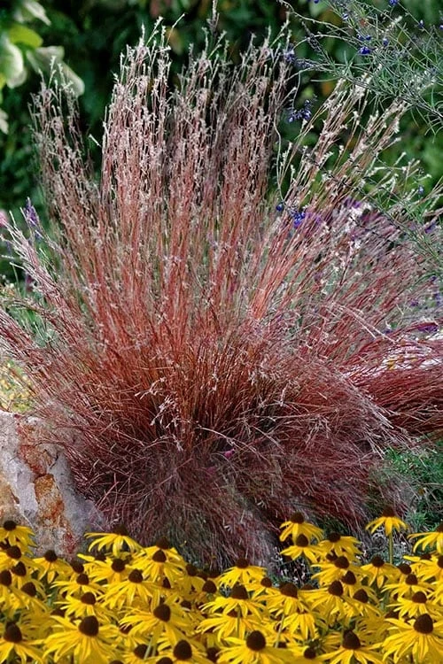 Blaze Little Bluestem Grass (Schizachyrium Scoparium) - 8 Pack Of 1 Gallon Pots 3 Blaze Little Bluestem Grass (Schizachyrium Scoparium) - 8 Pack Of 1 Gallon Pots