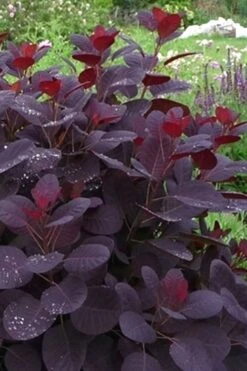 Royal Purple Smoke Tree (Smokebush) - Cotinus Coggygria - 2 Gallon Pot -Stylish Garden Plant Store Smoke Tree Royal Purple 11