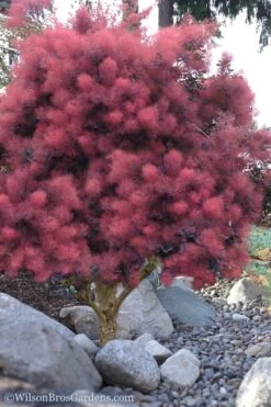 Royal Purple Smoke Tree (Smokebush) - Cotinus Coggygria - 2 Gallon Pot -Stylish Garden Plant Store Smoke Tree Royal Purple 12