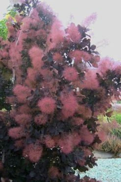 Royal Purple Smoke Tree (Smokebush) - Cotinus Coggygria - 2 Gallon Pot -Stylish Garden Plant Store Smoke Tree Royal Purple 28