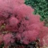 Royal Purple Smoke Tree (Smokebush) - Cotinus Coggygria - 2 Gallon Pot -Stylish Garden Plant Store Smoke Tree Royal Purple 29