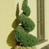 Spiral Dwarf Alberta Spruce Topiary - 7 Gallon Pot -Stylish Garden Plant Store Spruce Dwarf Alberta Spiral Topiary 500x750 2