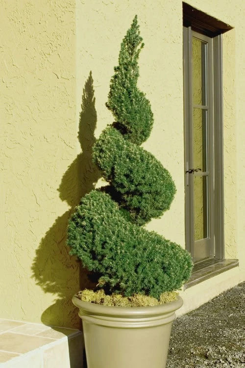 Spiral Dwarf Alberta Spruce Topiary - 3 Gallon Pot 3 Spiral Dwarf Alberta Spruce Topiary - 3 Gallon Pot