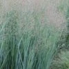 Heavy Metal Switch Grass (Panicum Virgatum) - 1 Gallon Pot -Stylish Garden Plant Store Switch Heavy Metal 2