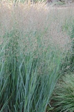 Heavy Metal Switch Grass (Panicum Virgatum) - 1 Gallon Pot