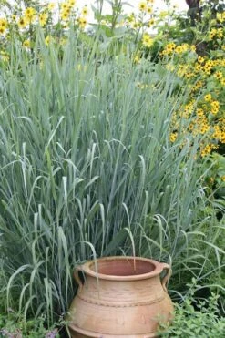 Heavy Metal Switch Grass (Panicum Virgatum) - 1 Gallon Pot -Stylish Garden Plant Store Switch Heavy Metal