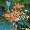 Apricot Echo Tea Olive - Osmanthus Fragrans Aurantiacus - 1 Gallon Pot -Stylish Garden Plant Store Tea Olive Apricot Echo 1