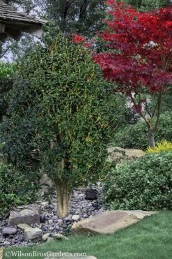 Apricot Echo Tea Olive - Osmanthus Fragrans Aurantiacus - 1 Gallon Pot -Stylish Garden Plant Store Tea Olive Apricot Echo 12