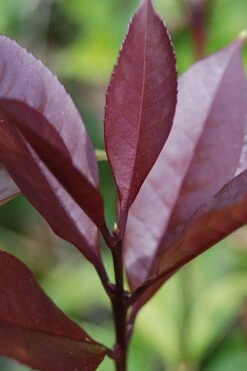 Apricot Echo Tea Olive - Osmanthus Fragrans Aurantiacus - 1 Gallon Pot -Stylish Garden Plant Store Tea Olive Apricot Echo 4