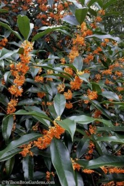 Fragrant Orange Tea Olive - Osmanthus Fragrans Aurantiacus - 1 Gallon Pot -Stylish Garden Plant Store Tea Olive Orange 102