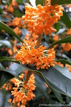 Fragrant Orange Tea Olive - Osmanthus Fragrans Aurantiacus - 1 Gallon Pot -Stylish Garden Plant Store Tea Olive Orange 104