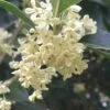 Fragrant White Tea Olive - 5 Pack Of Quart Pots -Stylish Garden Plant Store Tea Olive White Flowers Osmanthus Fragrans 500x750 1
