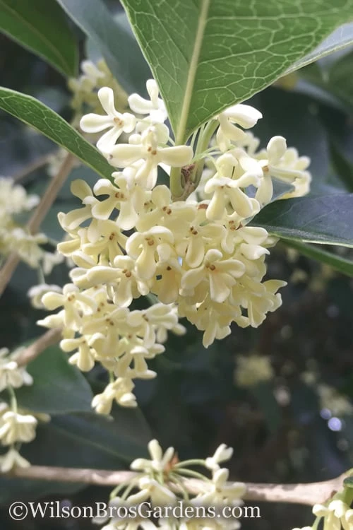 Fragrant White Tea Olive - 5 Pack Of Quart Pots 3 Fragrant White Tea Olive - 5 Pack Of Quart Pots