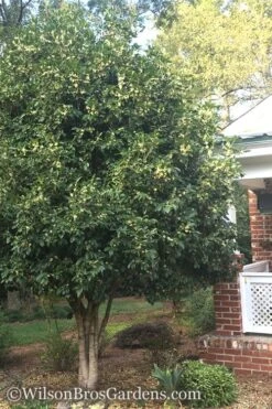 Fragrant White Tea Olive - 5 Pack Of Quart Pots 11 Fragrant White Tea Olive - 5 Pack Of Quart Pots -Stylish Garden Plant Store Teav Olive White Osmanthus Fragrans 500x750 1