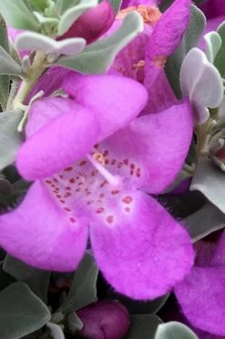 Desperado Texas Sage - Leucophyllum Frutescens - 3 Gallon Pot -Stylish Garden Plant Store Texas Sage Desperado 1