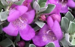 Desperado Texas Sage - Leucophyllum Frutescens - 3 Gallon Pot -Stylish Garden Plant Store Texas Sage Desperado 2