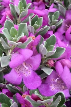 Desperado Texas Sage - Leucophyllum Frutescens - 3 Gallon Pot -Stylish Garden Plant Store Texas Sage Desperado 4