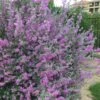 Desperado Texas Sage - Leucophyllum Frutescens - 3 Gallon Pot 2 Desperado Texas Sage - Leucophyllum Frutescens - 3 Gallon Pot -Stylish Garden Plant Store Texas Sage Desperado 5