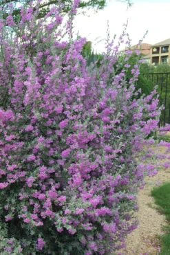 Desperado Texas Sage - Leucophyllum Frutescens - 3 Gallon Pot