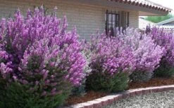 Desperado Texas Sage - Leucophyllum Frutescens - 3 Gallon Pot -Stylish Garden Plant Store Texas Sage Desperado 6