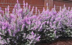 Desperado Texas Sage - Leucophyllum Frutescens - 3 Gallon Pot -Stylish Garden Plant Store Texas Sage Desperado 7