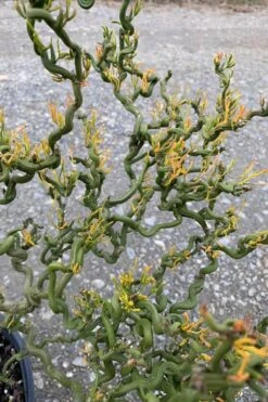 Tiny Dragon Hardy Orange (Poncirus Trifoliata) - 5 Gallon Pot - SALE! -Stylish Garden Plant Store Trifoliate Orange Tiny Dragon 1