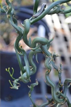 Tiny Dragon Hardy Orange (Poncirus Trifoliata) - 5 Gallon Pot - SALE! -Stylish Garden Plant Store Trifoliate Orange Tiny Dragon 2