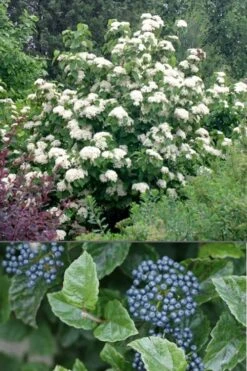All That Glows Arrowwood Viburnum - 2 Gallon Pot -Stylish Garden Plant Store Viburnum All That Glows 4