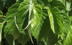 Chicago Luster Arrowwood Viburnum - 1 Gallon Pot -Stylish Garden Plant Store Viburnum Chicago Luster 1 1