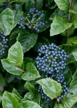 All That Glows Arrowwood Viburnum - 2 Gallon Pot -Stylish Garden Plant Store Viburnum Chicago Luster 5