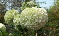 Chinese Snowball Viburnum Bush - 1 Gallon Pot -Stylish Garden Plant Store Viburnum Chinese Snowball Bloom Green