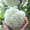 Chinese Snowball Viburnum Bush - 1 Gallon Pot -Stylish Garden Plant Store Viburnum Chinese Snowball Rev 500x750 1