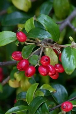 Dwarf Evergreen Snowball Viburnum 'Conoy' - 3 Gallon Pot 16 Dwarf Evergreen Snowball Viburnum 'Conoy' - 3 Gallon Pot -Stylish Garden Plant Store Viburnum Conoy 4