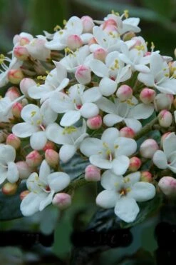 Dwarf Evergreen Snowball Viburnum 'Conoy' - 3 Gallon Pot 13 Dwarf Evergreen Snowball Viburnum 'Conoy' - 3 Gallon Pot -Stylish Garden Plant Store Viburnum Conoy 6