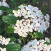 Dwarf Evergreen Snowball Viburnum 'Conoy' - 3 Gallon Pot -Stylish Garden Plant Store Viburnum Conoy 8