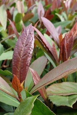 Coppertop Sweet Viburnum - 3 Gallon Pot -Stylish Garden Plant Store Viburnum Coppertop 3