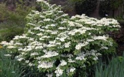 Mariesii Doublefile Viburnum - 3 Gallon Pot 11 Mariesii Doublefile Viburnum - 3 Gallon Pot -Stylish Garden Plant Store Viburnum Mariesii 1 1