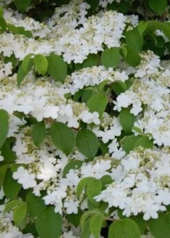 Shasta Doublefile Viburnum - 1 Gallon Pot 15 Shasta Doublefile Viburnum - 1 Gallon Pot -Stylish Garden Plant Store Viburnum Shasta 6 1