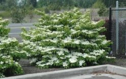 Shasta Doublefile Viburnum - 6 Pack Of 1 Gallon Pots -Stylish Garden Plant Store Viburnum Shasta 8 2