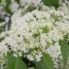Snow Joey Viburnum - 2 Gallon Pot 2 Snow Joey Viburnum - 2 Gallon Pot -Stylish Garden Plant Store Viburnum Snow Joey 1 1